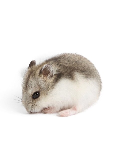 dwarf hamsters for sale near me